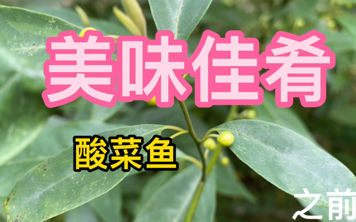 木姜子原来我们吃的花辣_哔哩哔哩_bilibili