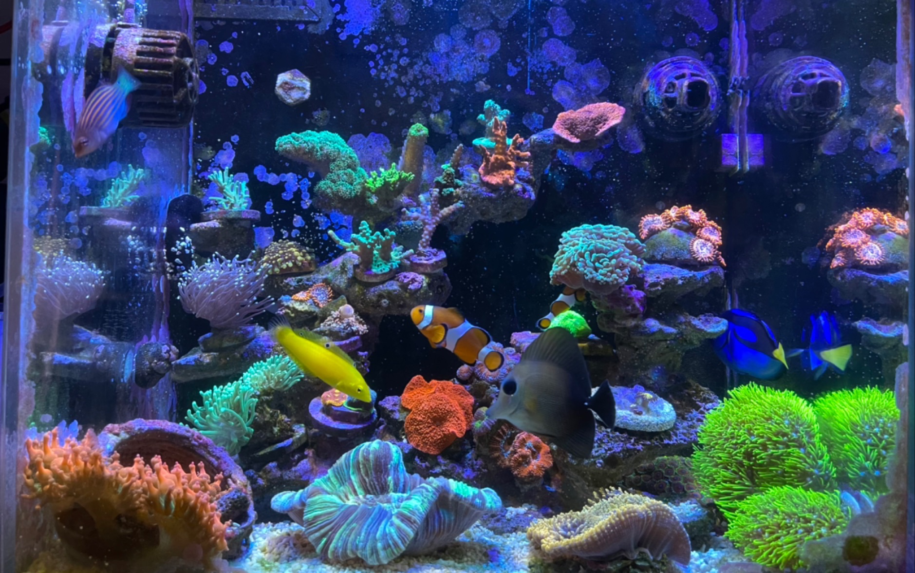 35背滤海缸记录