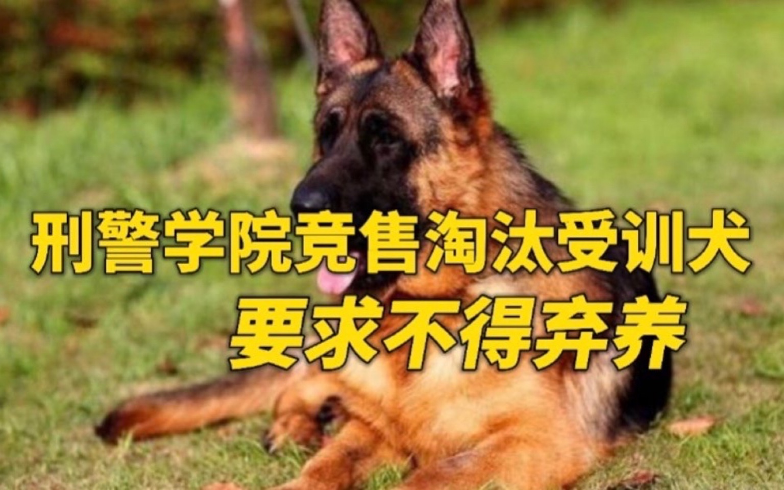 中国刑警学院竞售54只淘汰受训犬:含德牧等,要求不得弃养哔哩哔哩bilibili