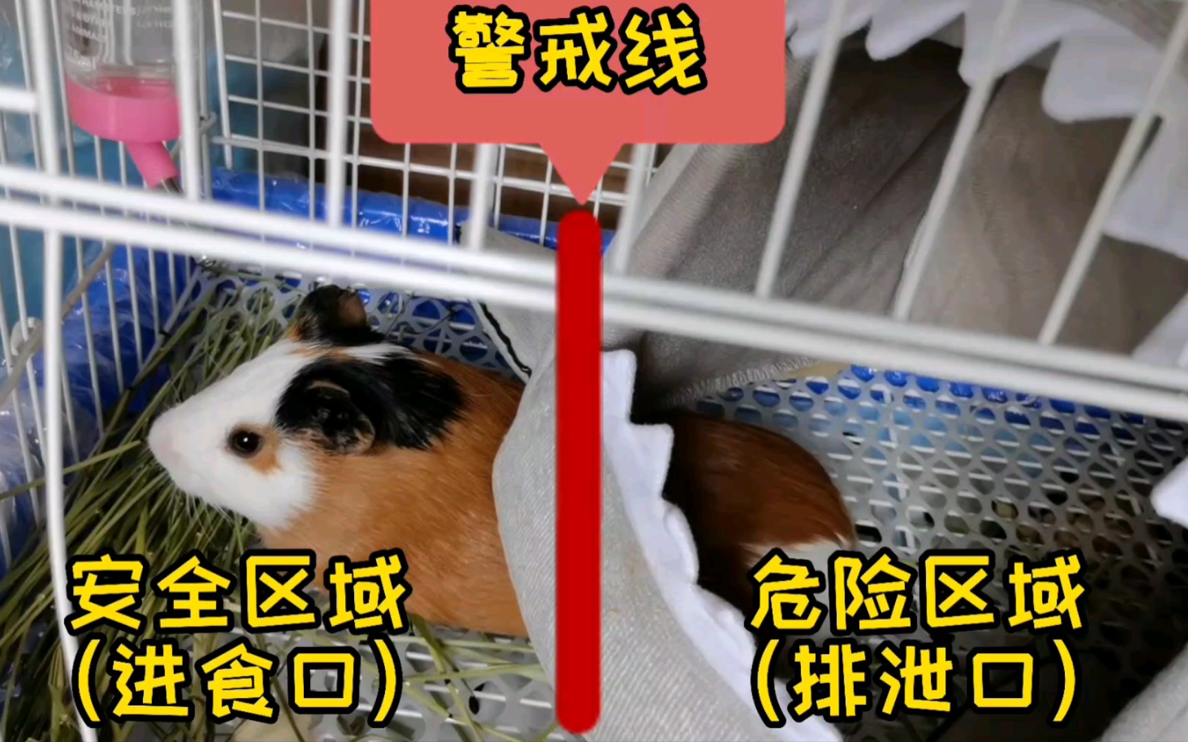 【荷兰猪】| 总有刁民想害朕哔哩哔哩bilibili