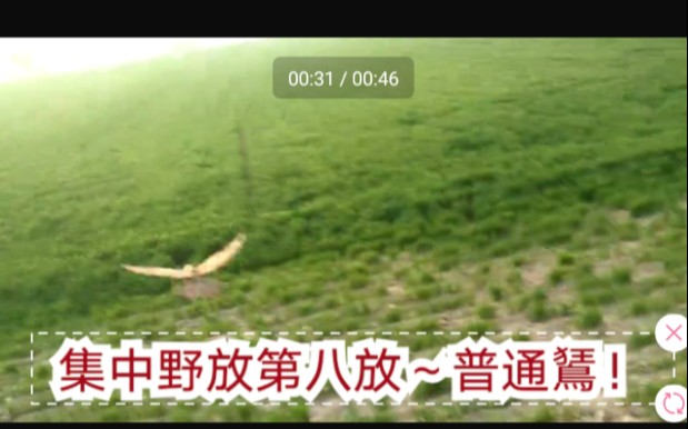 【普通鵟】喜鹊,我来了!哔哩哔哩bilibili