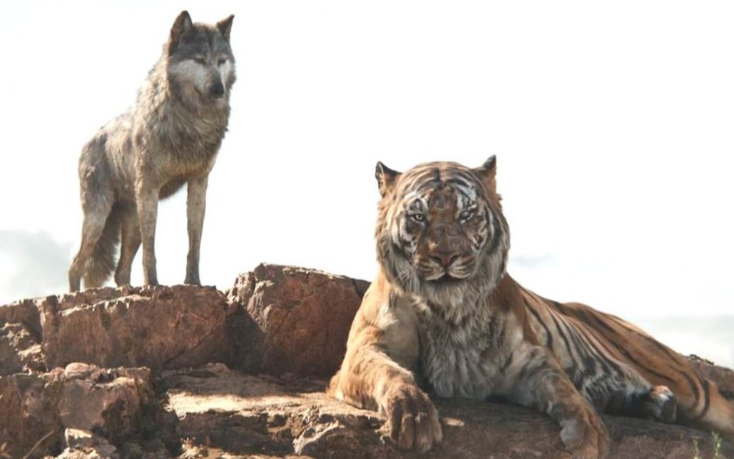 世界上最大的狼,老虎遇到会害怕吗?令人难以置信