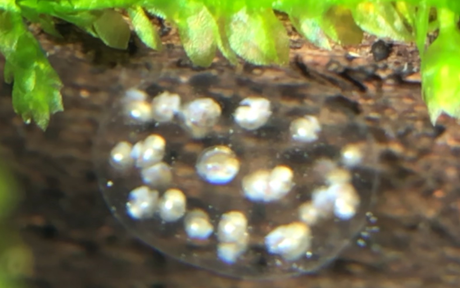 水蜗牛卵 孵化记录 day01