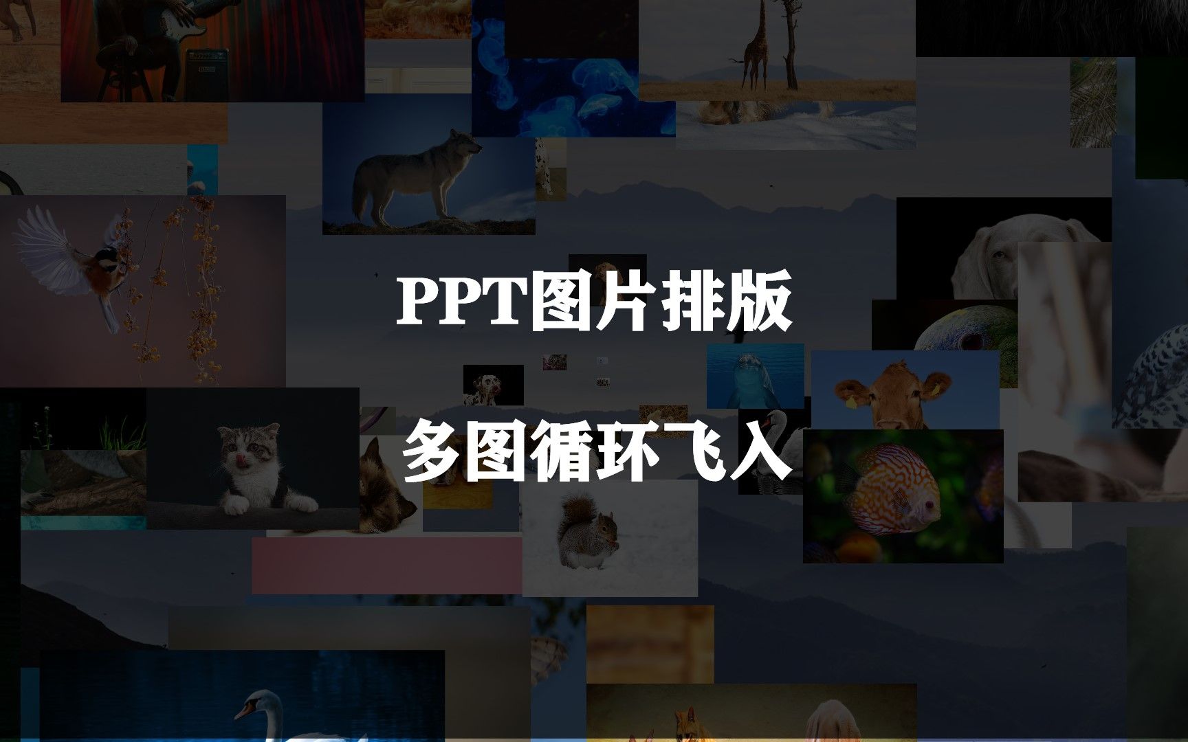 PPT图片排版,多图循环飞入哔哩哔哩bilibili