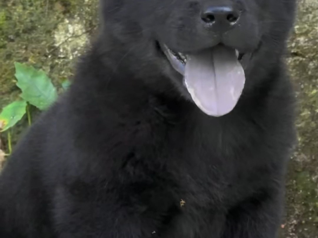 五黑犬 #中华田园犬 #本村最靓的狗 #小狗崽 #狗狗