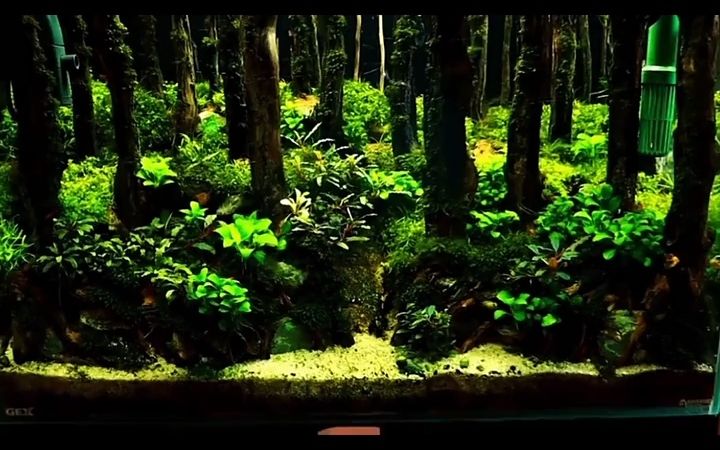 【水族】鱼缸造景材料香槟木,喜欢的来