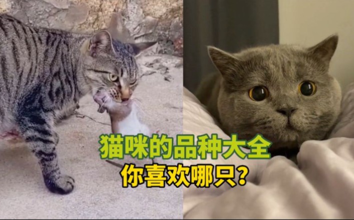 宠物解说:猫咪的品种大全,你喜欢哪只?哔哩哔哩bilibili