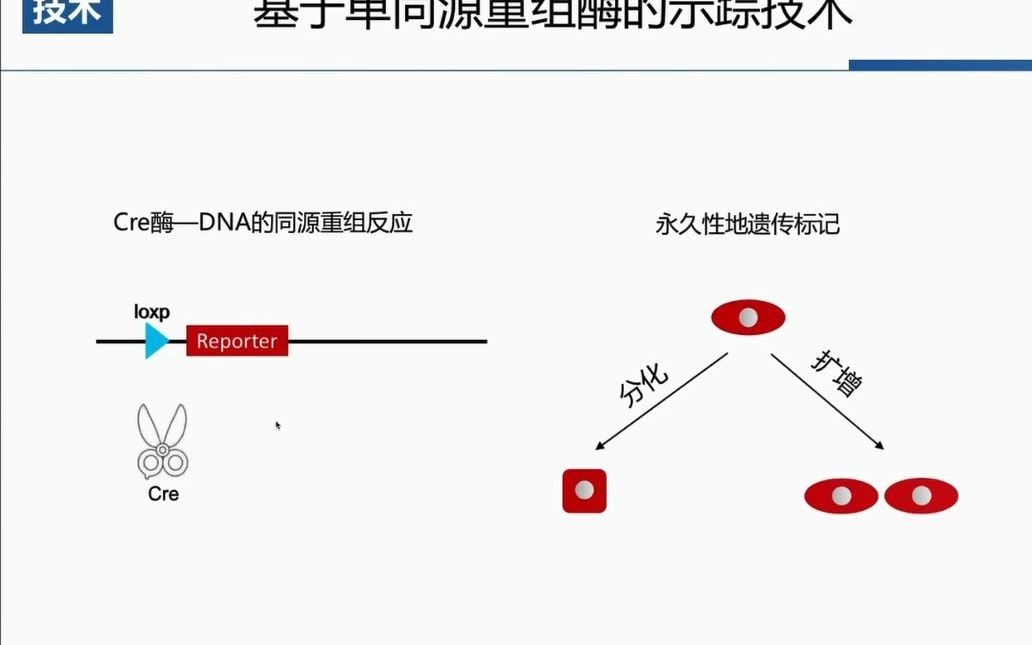 中科院周斌谱系示踪与器官发育再生哔哩哔哩bilibili