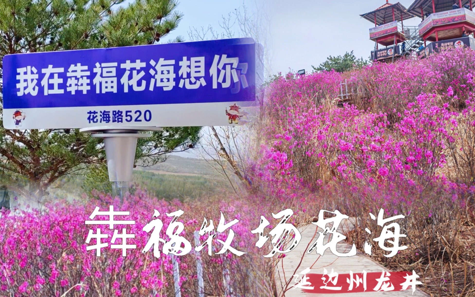 金达莱花海位于延边州龙井市犇福牧场 金达莱花是春季田野中开放的第