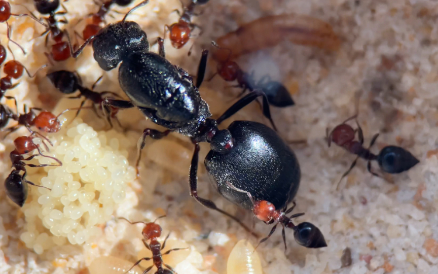 【塞内加尔举腹蚁】世界第二大举腹蚁