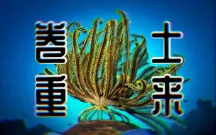 Download Video: 【棘皮动物家族4】世界那么大 我要去遍地开花 ！