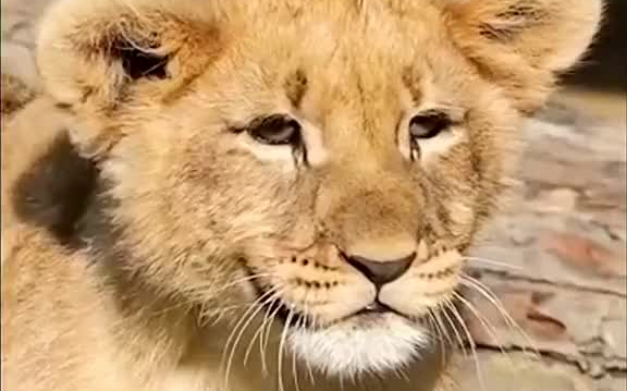 猫科动物都非常善于隐藏伏击猎物这狮子是笑了吗成精了