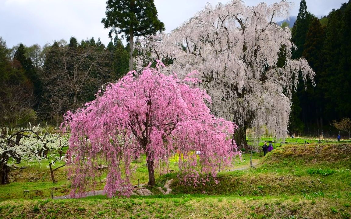 【超清日本】第一視角 水中的垂櫻與黑部的愛德彼岸櫻 2019.