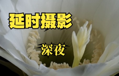 [图]详细讲解仙人球的开花！