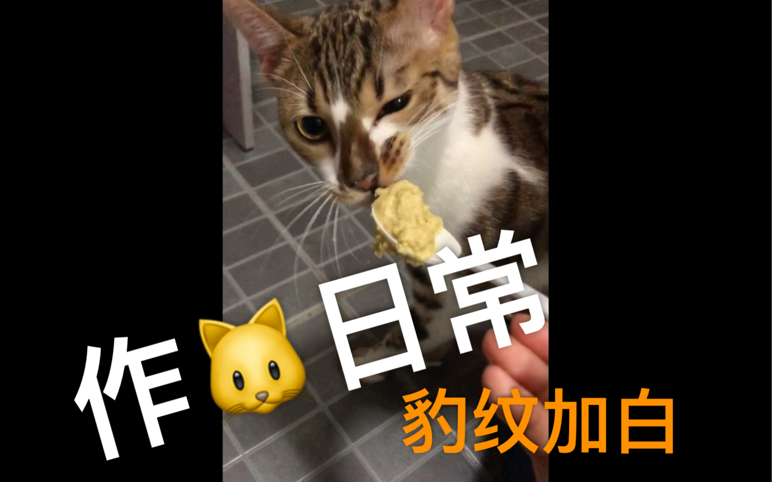 【猫咪日常】是YOYO不是JOJO!!哔哩哔哩bilibili