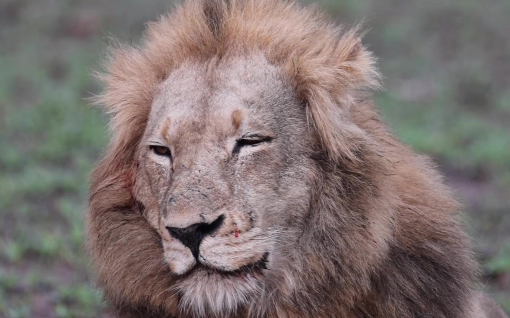 颜值实力驰骋非洲草原,非雄狮莫属