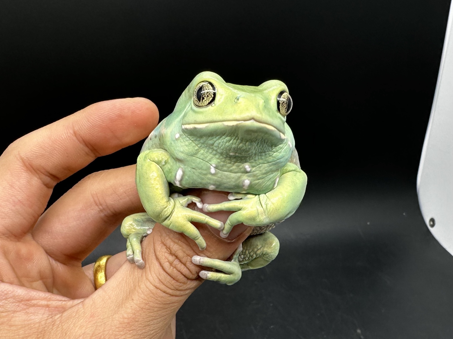 【广州实体店 森屿爬宠】成体#蜡白猴树蛙,圆滚滚,绿油油,超可爱的