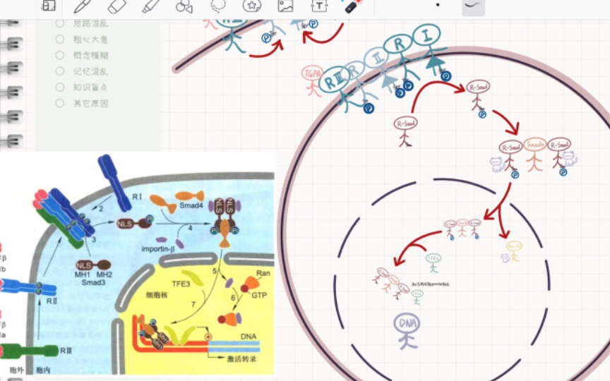 自用复盘:TGFmad信号通路哔哩哔哩bilibili