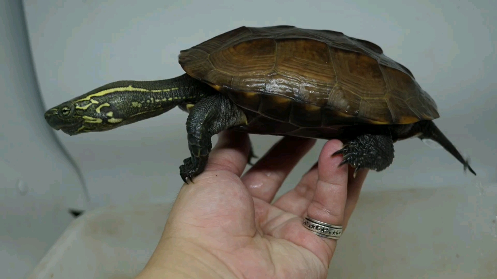 【草龟】锈墨彩出(日常)头纹骚气直连