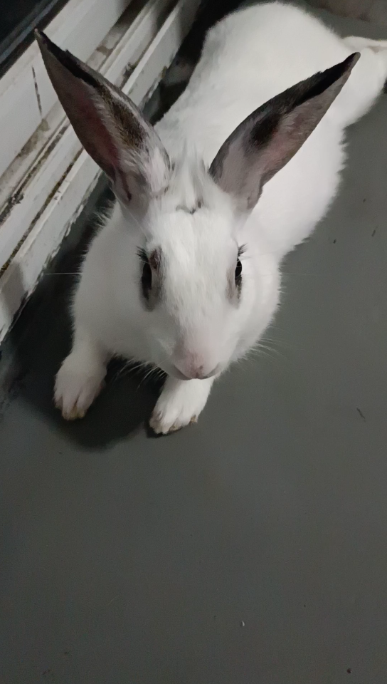 活动作品傻兔子