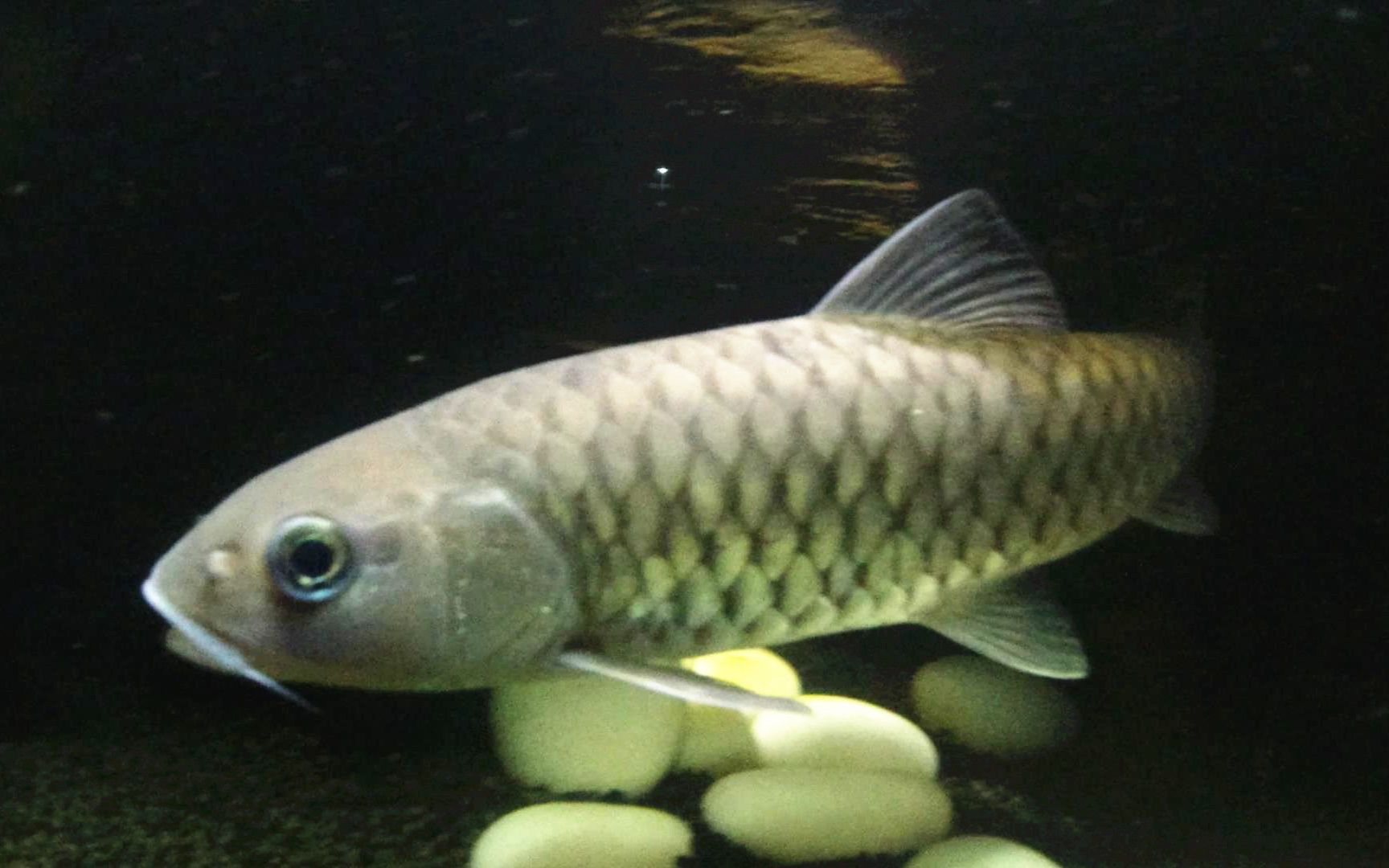 鱼缸养了3条水库精灵"军鱼"3年过后,越养越不对劲,如何处理?