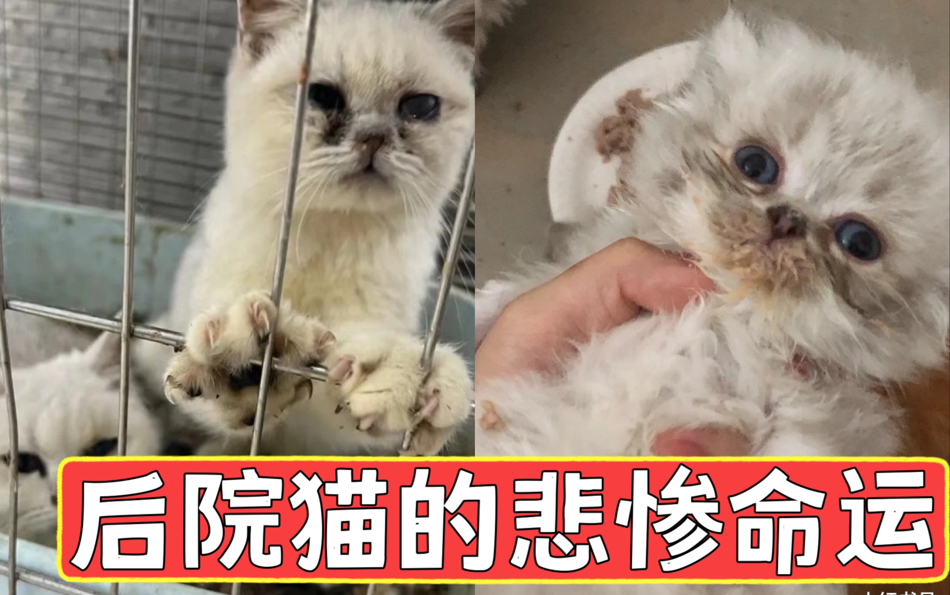 一个视频告诉你后院猫为什么不能买哔哩哔哩bilibili