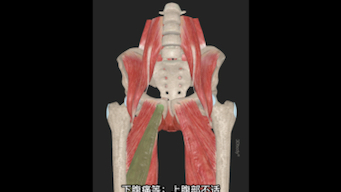 耻骨上支耻骨结节耻骨下支压痛点哔哩哔哩bilibili