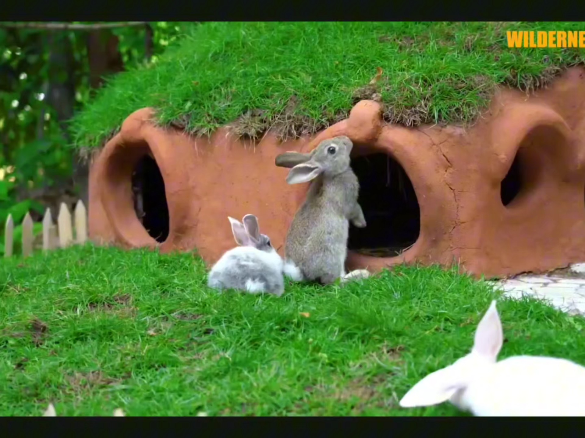 小兔子的天线宝宝房子!