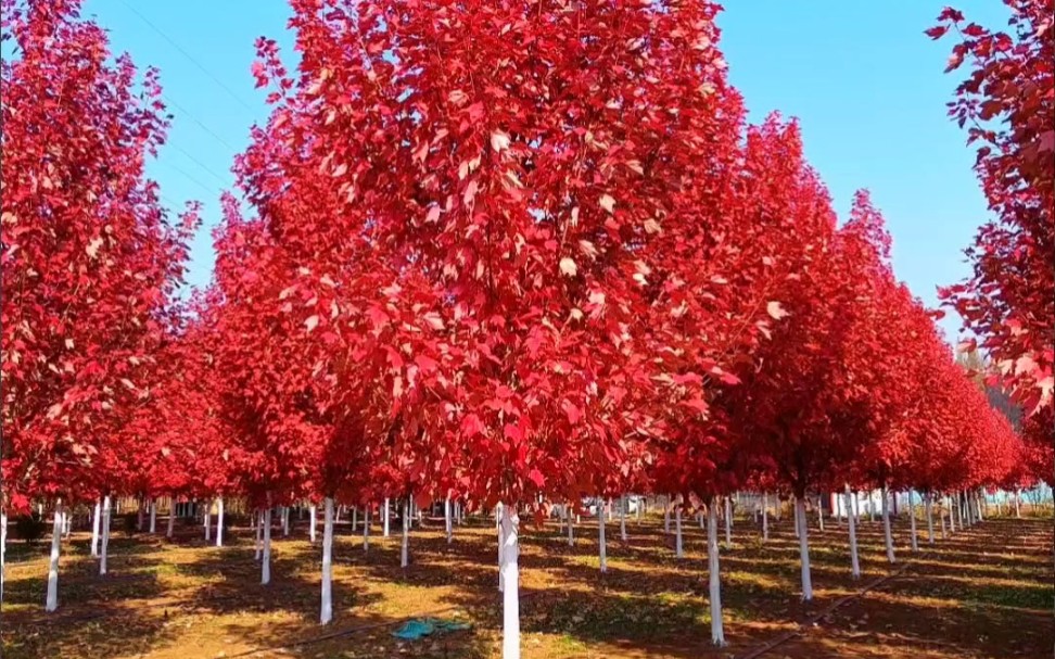 秋天为美国红枫画出了火红色!