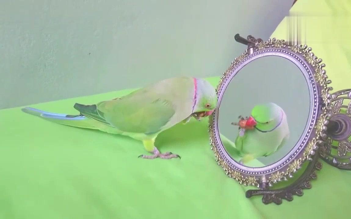 照镜子的小鹦鹉!_哔哩哔哩 (゜-゜)つロ 干杯~-bilibili