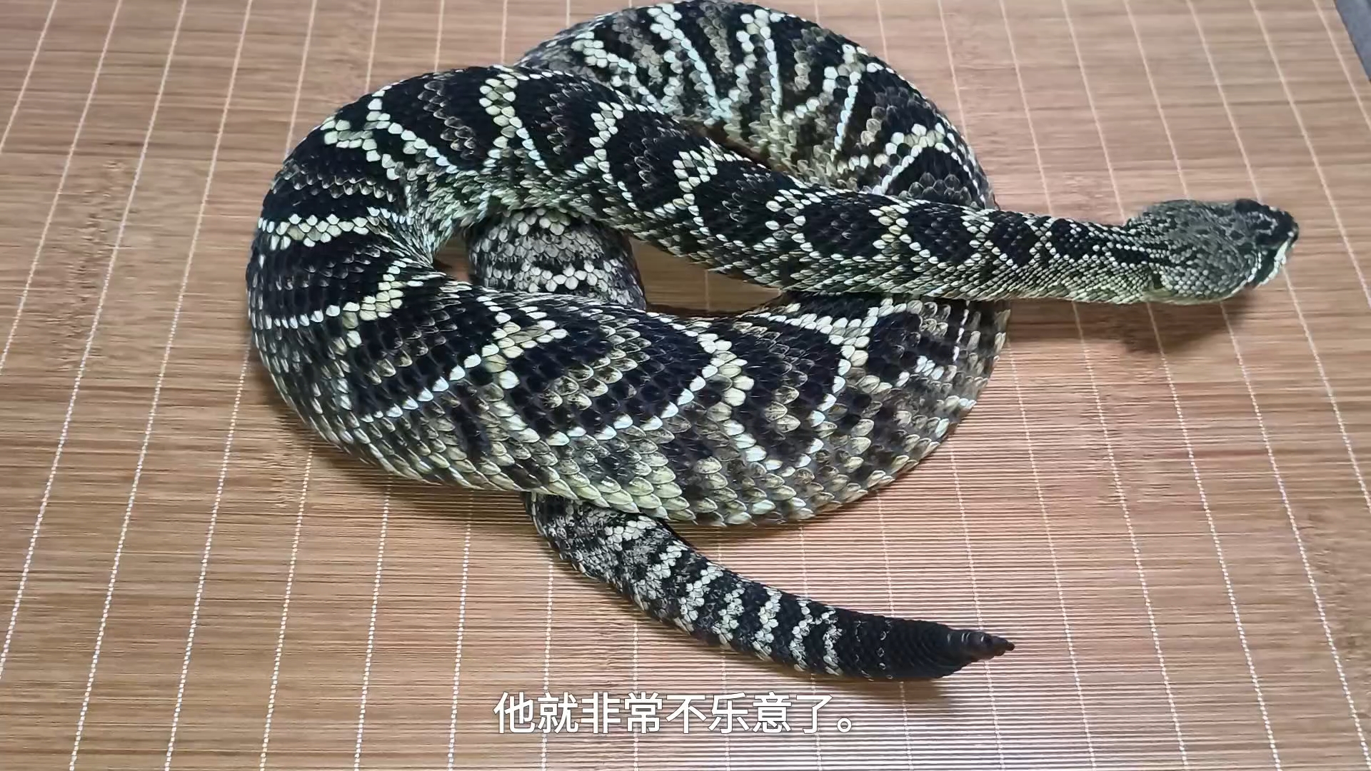 响尾蛇嫌我烦的原因找到了