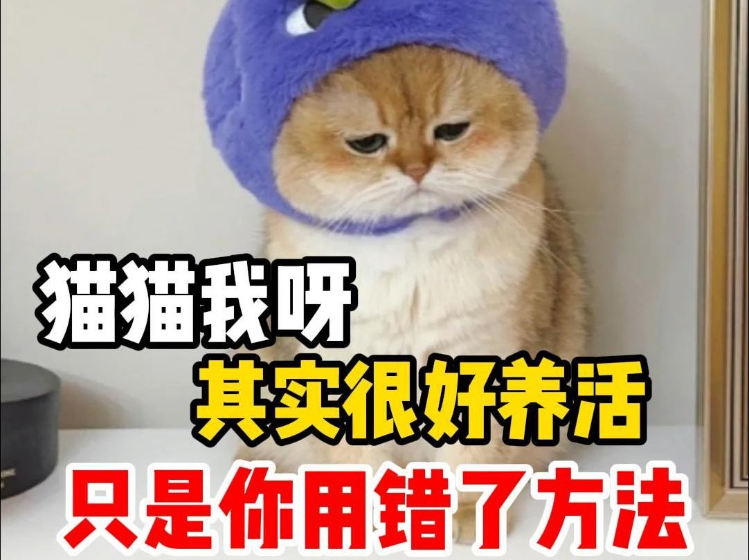 [图]猫咪其实很好养活，用不着喂各种宠物保健品