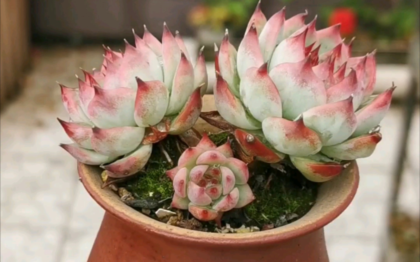 大猫多肉控养的吉娃娃