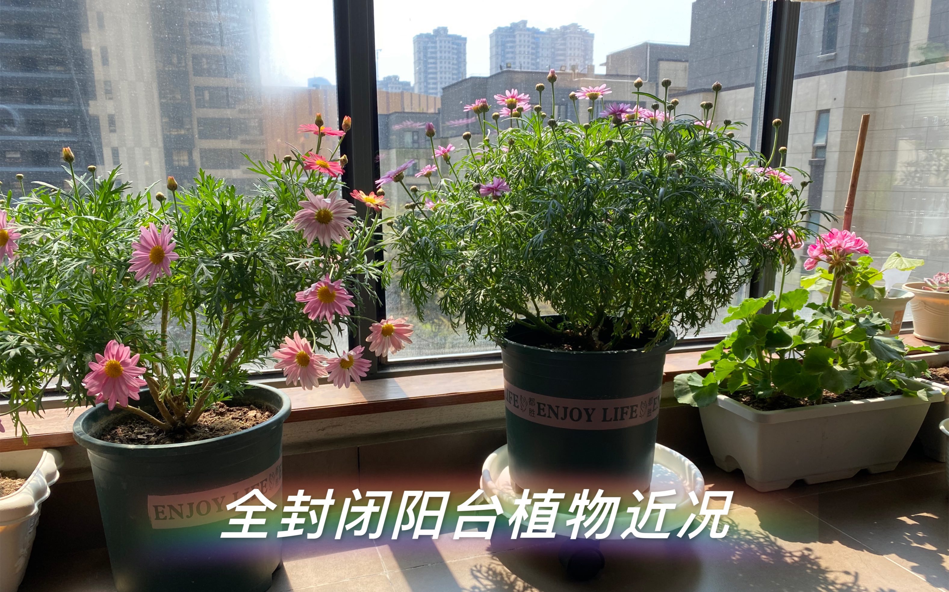 [图]全封闭阳台植物近况-2022.03.13-蓝雪花 | 天竺葵|玛格丽特|姬小菊|茉莉 | 太阳花 | 芝樱 | 虞美人