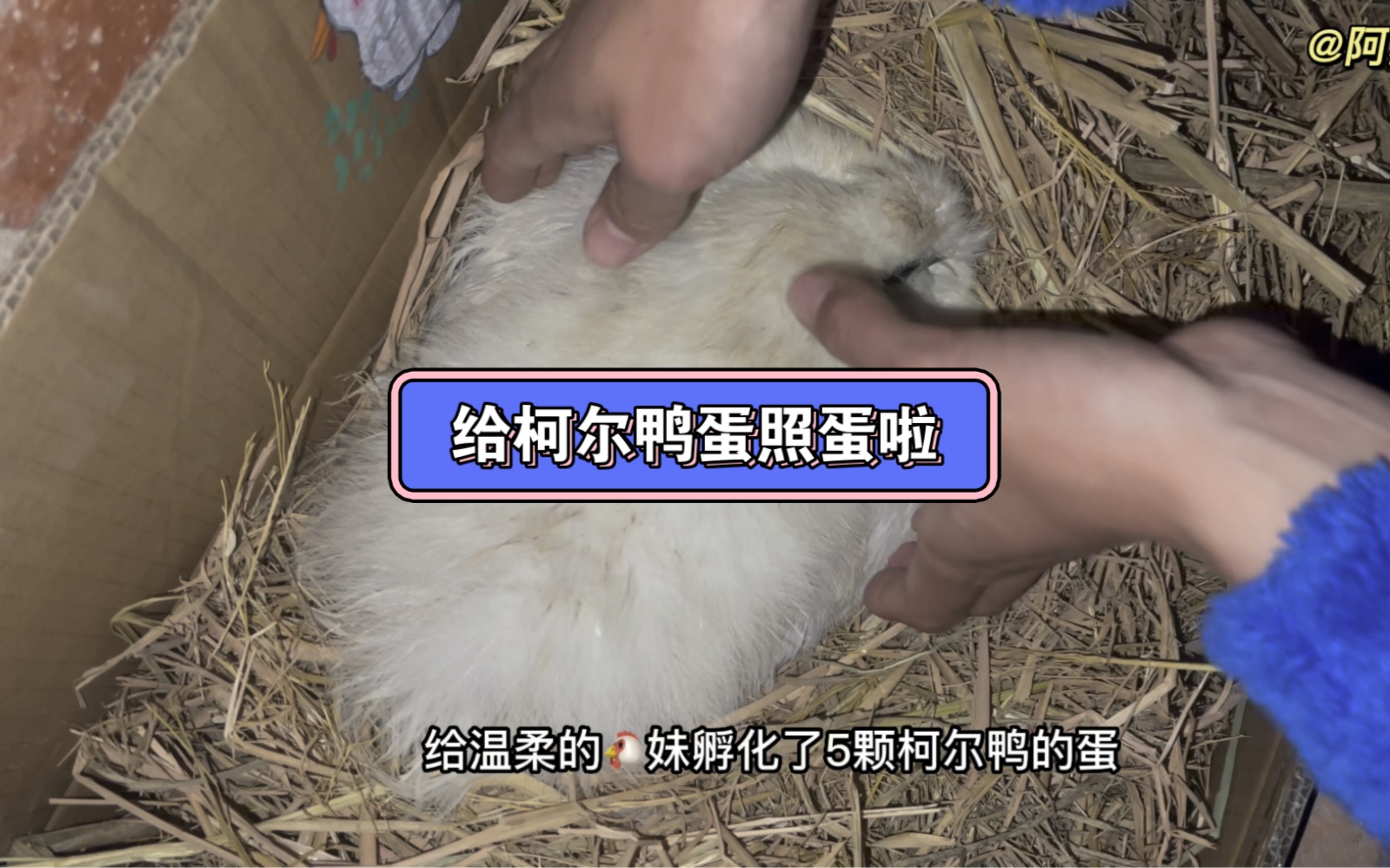 给柯尔鸭蛋照蛋啦