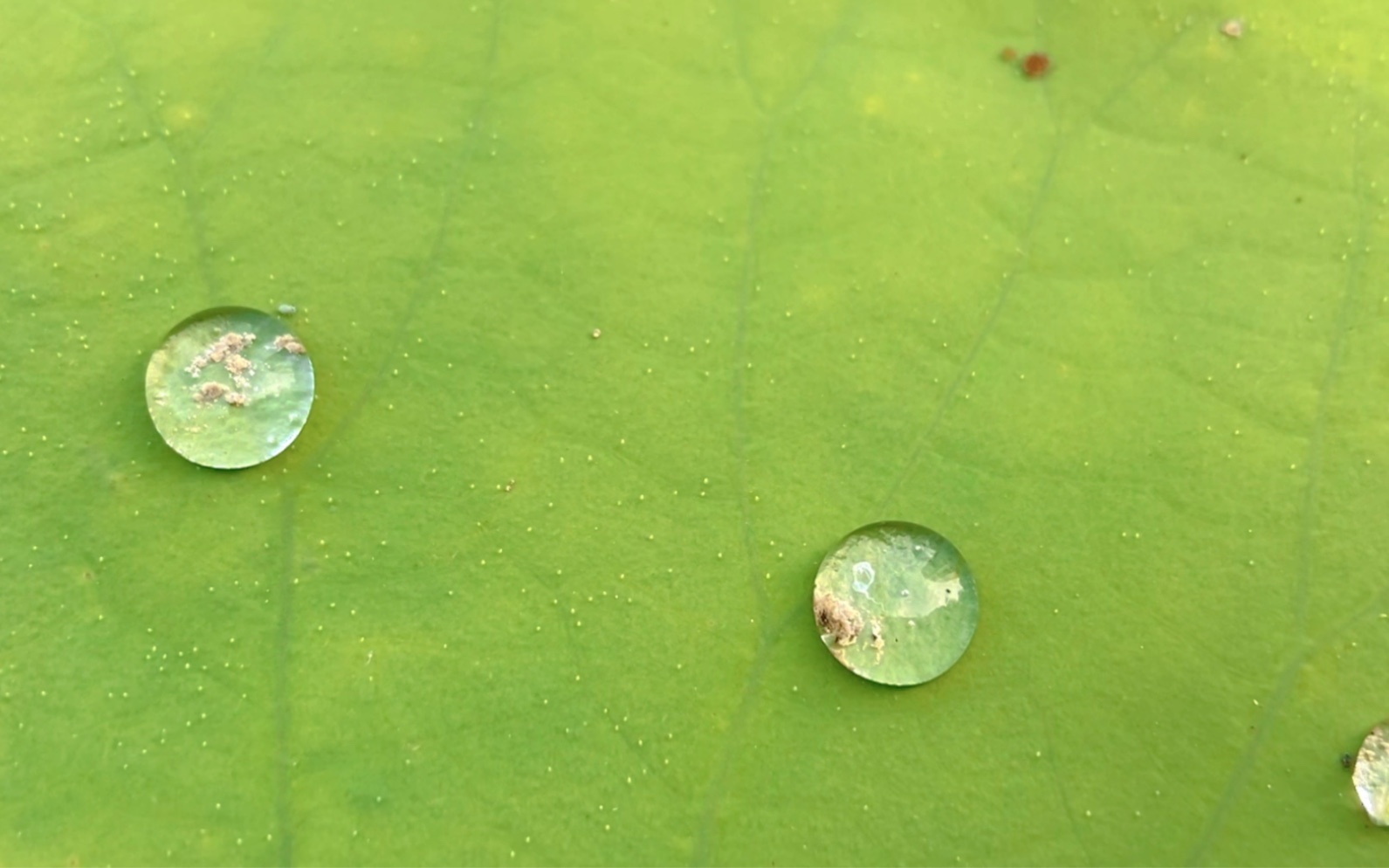 荷叶上的露珠.昨天一场雨过,今早残留的露珠.