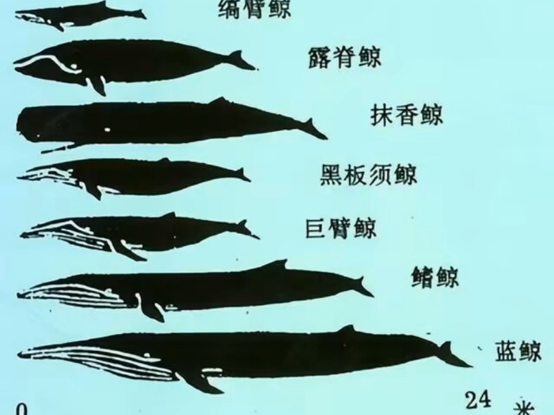 蓝鲸没有露脊鲸大,座头鲸和长须鲸一样长:比例相当炸裂的鲸鱼对比图