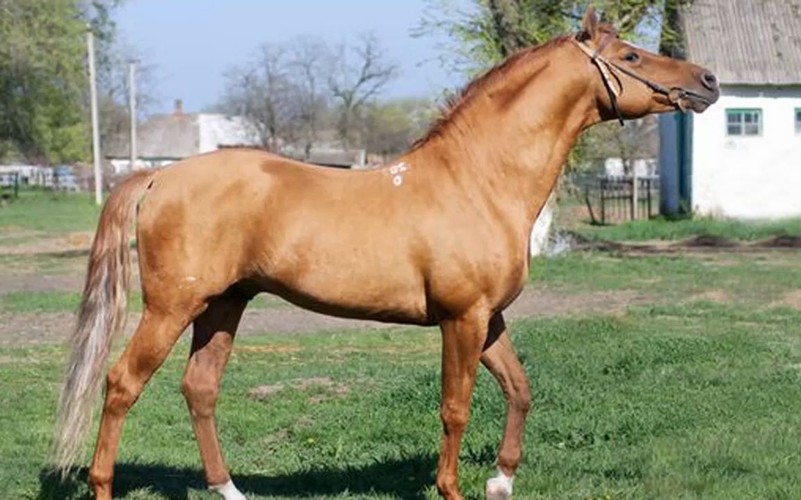 俄罗斯顿河马 The Don horse of Russia  horse breeds Video information哔哩哔哩bilibili