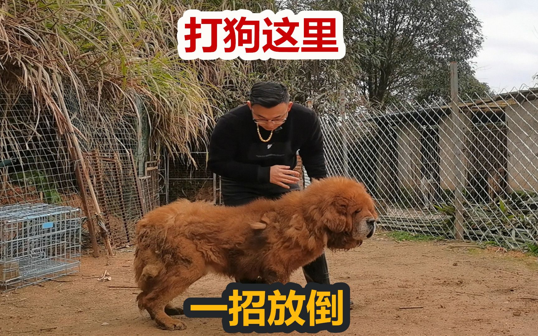 打狗这些部位一招放倒,猛犬这些部位敏感,正确打狗方法哔哩哔哩bilibili