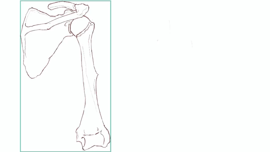肩胛骨手绘图图片