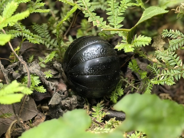 球马陆～会自己缩成黑球!