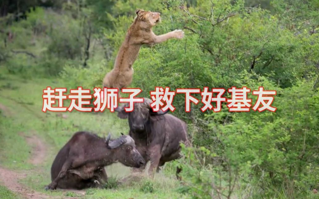 [图]Flying Lion: Buffalo Launches Predator Into The Air 水牛顶飞的狮子后续的情况