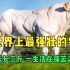 世界上最强壮的牛，一天长三斤，一生活在痛苦之中！