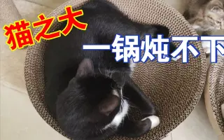 猫鍋声 搜索结果 哔哩哔哩 Bilibili