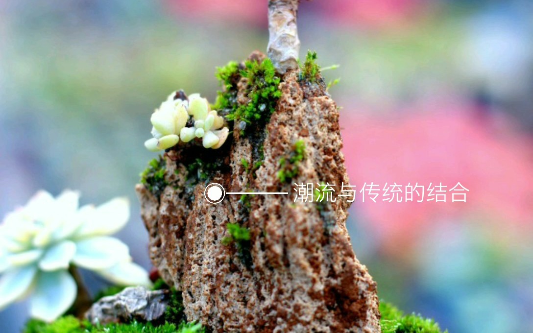 多肉植物小盆景哔哩哔哩bilibili