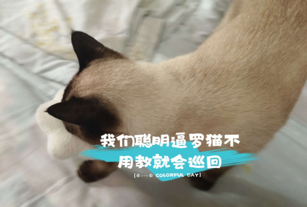 我们聪明逼罗猫不用教就会巡回^^哔哩哔哩bilibili