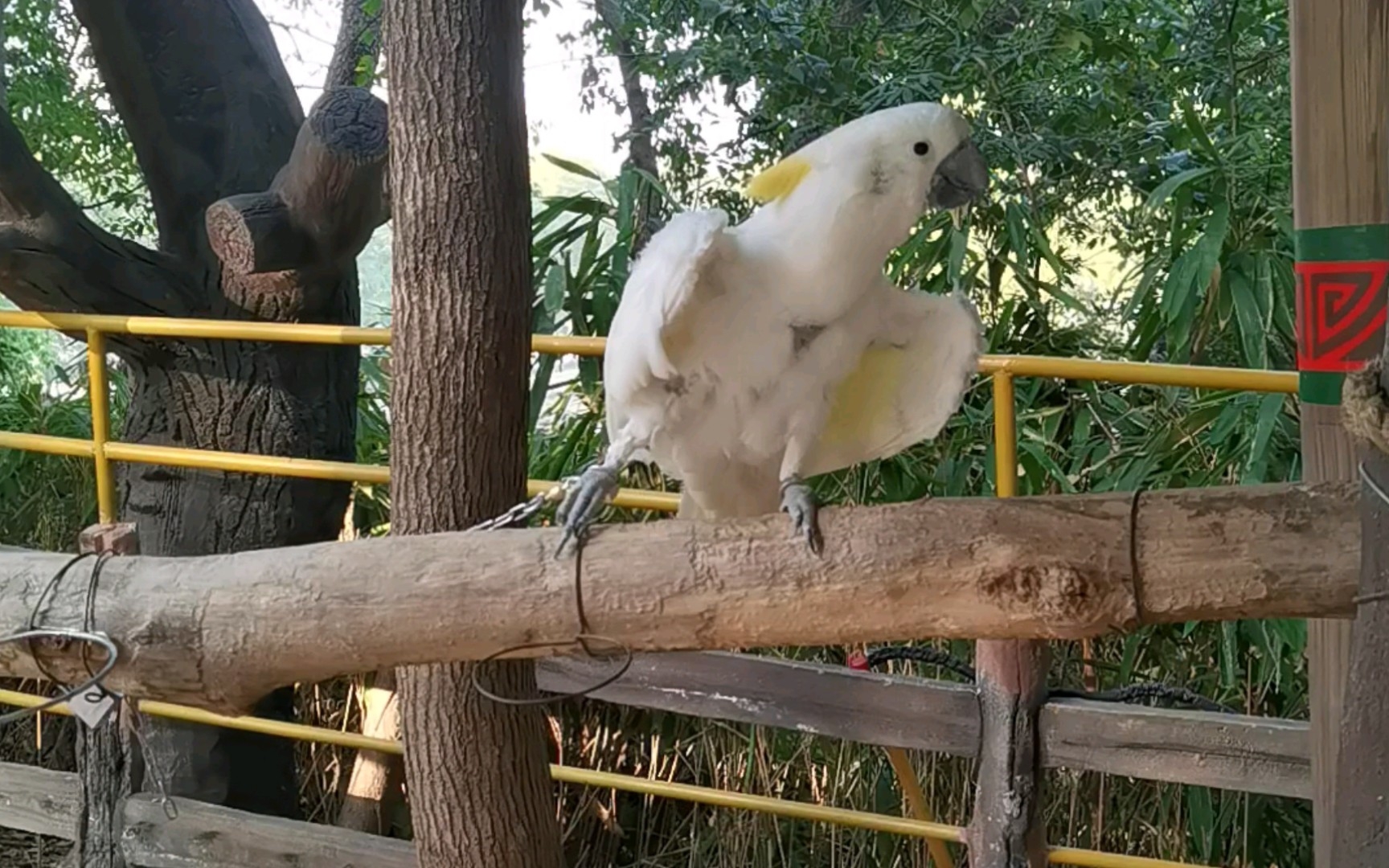 动物园里的鹦鹉们_哔哩哔哩_bilibili