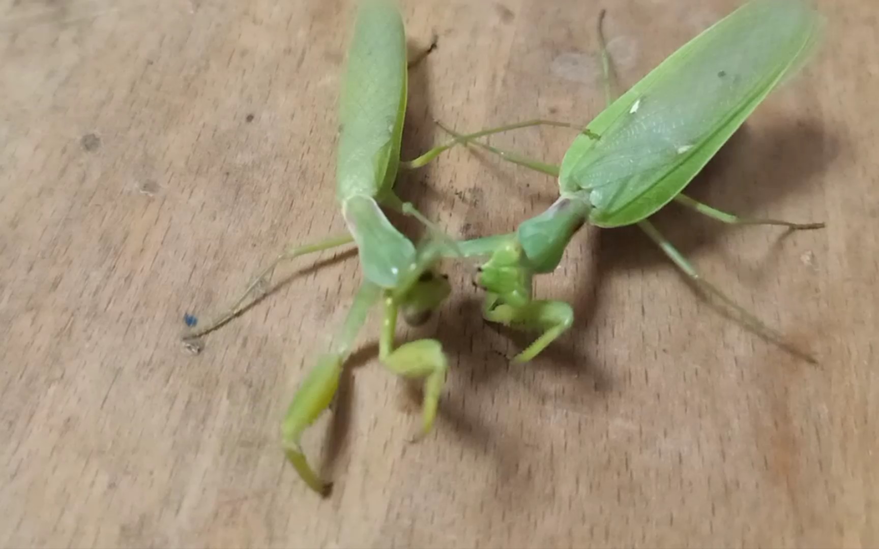 60mm广斧螳vs58mm广斧螳