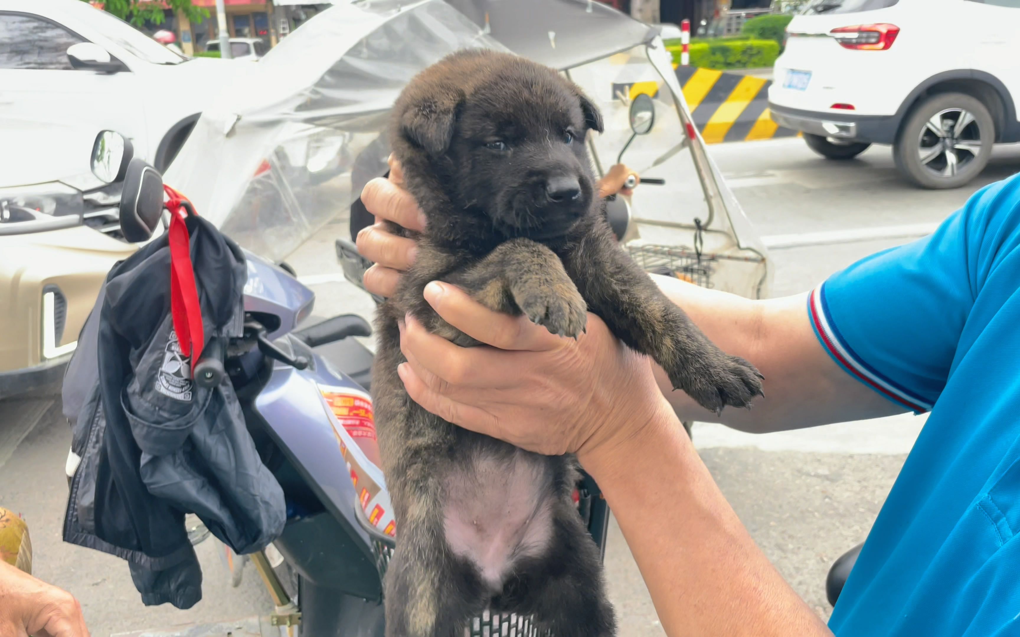 去赶集帮一位大叔挑选了两条小土狗,我就没挑选到一条合适的