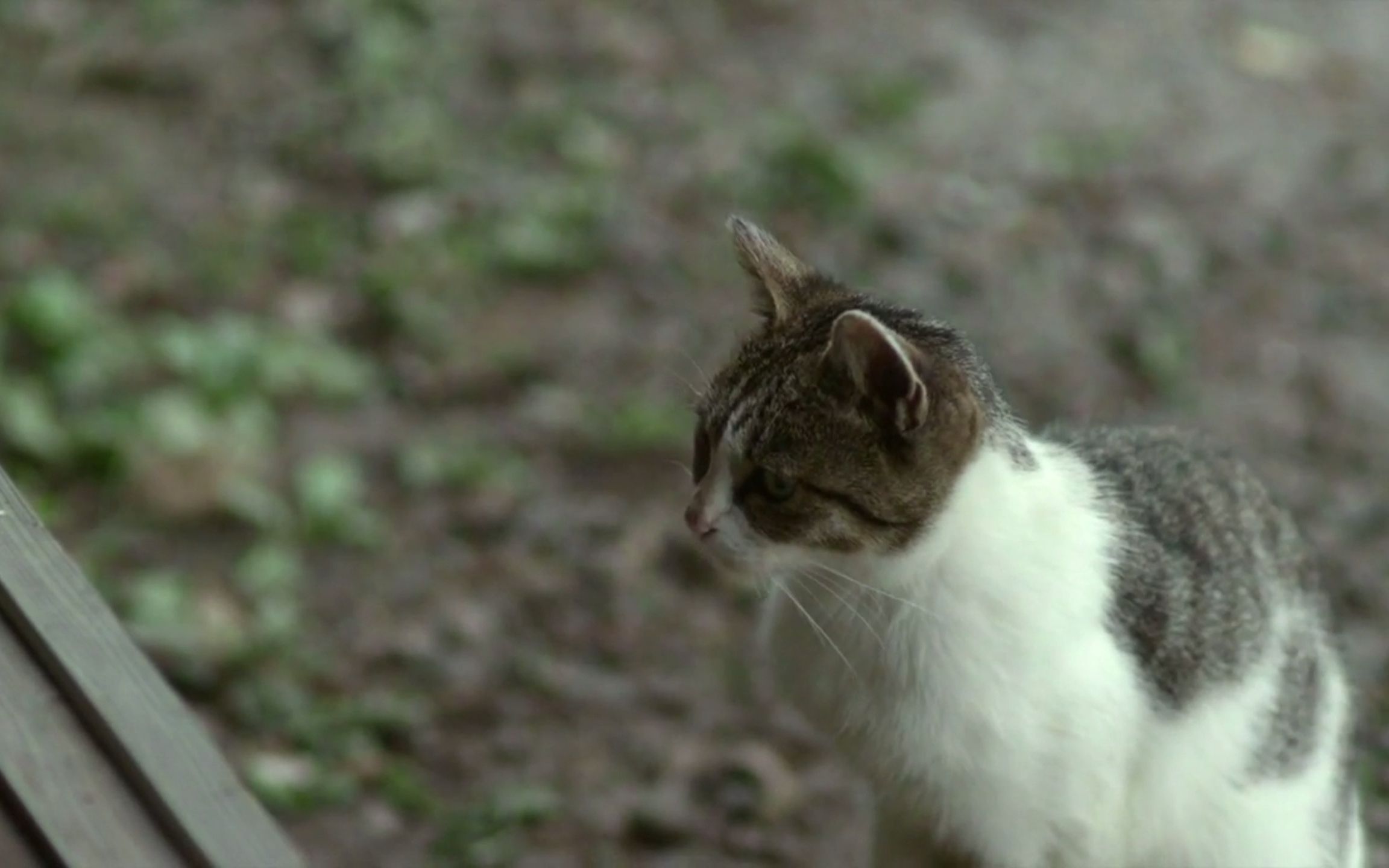 空镜小森林的绝美空镜长镜头壁纸摩多摩多